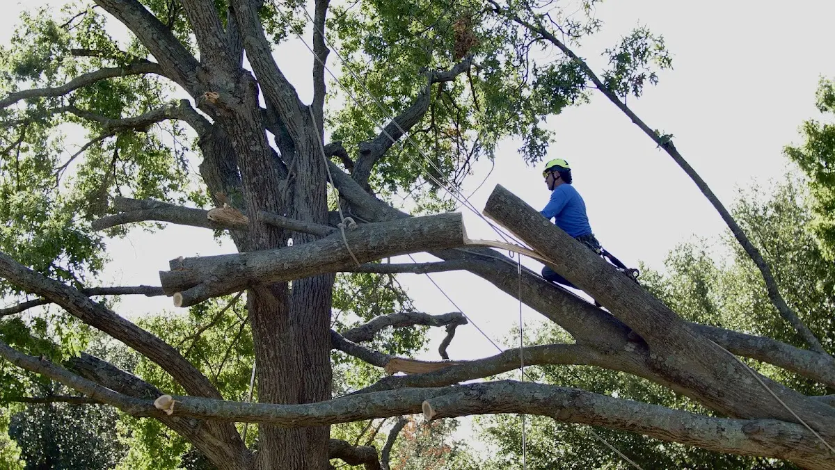 Professional Crown Thinning performed by certified arborists in Moravia