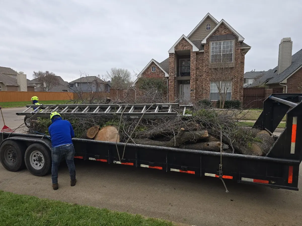Expert Tree Pest Control with proper safety equipment in Moravia